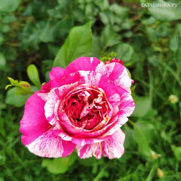 превью изображения отзыва