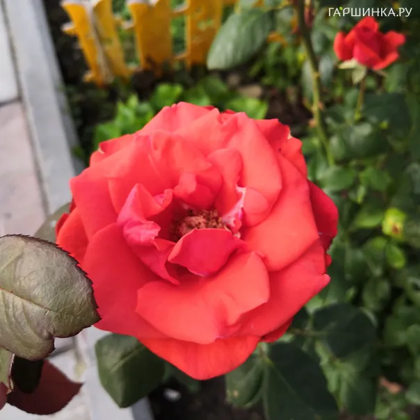 превью изображения отзыва