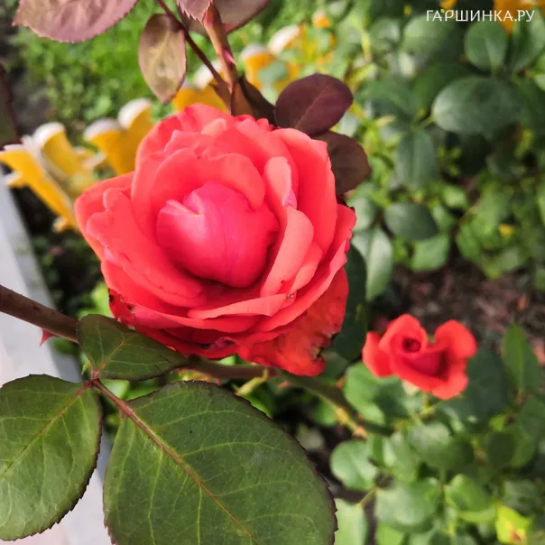 превью изображения отзыва