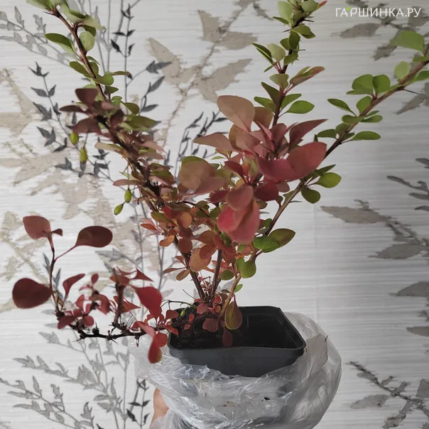 превью изображения отзыва