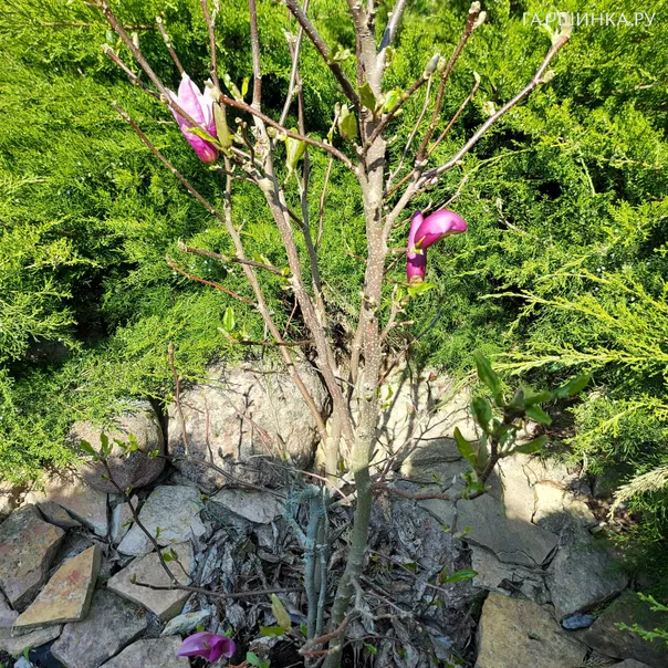 превью изображения отзыва