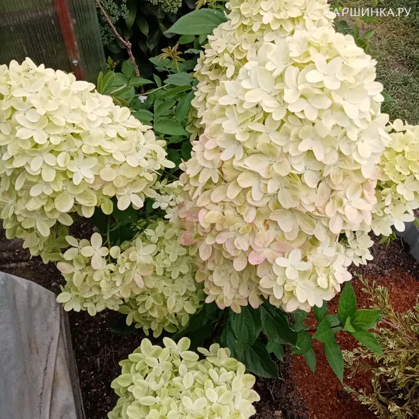 превью изображения отзыва