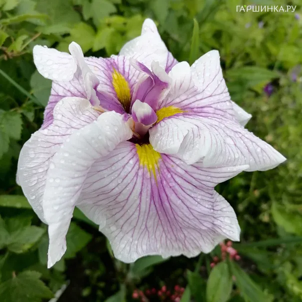 превью изображения отзыва