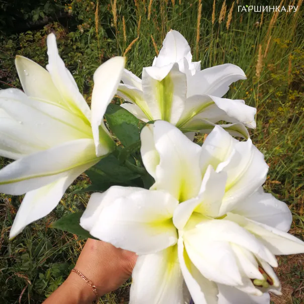 превью изображения отзыва