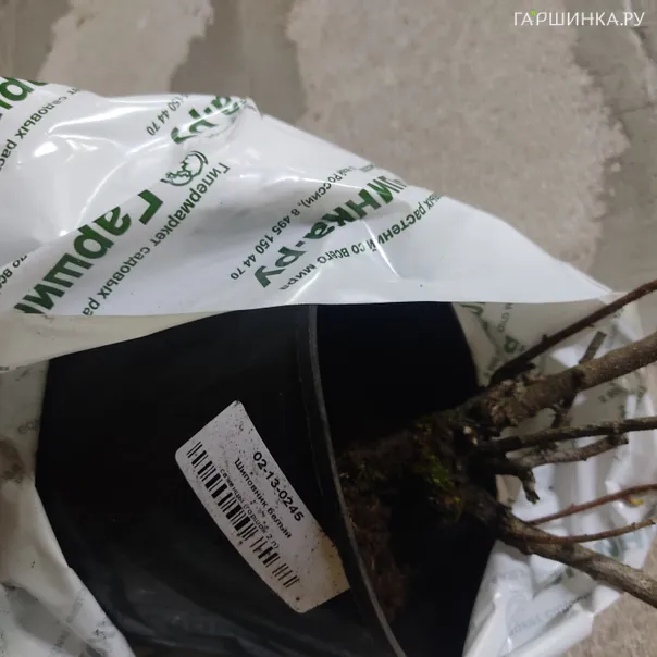 превью изображения отзыва