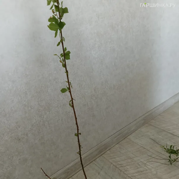 превью изображения отзыва