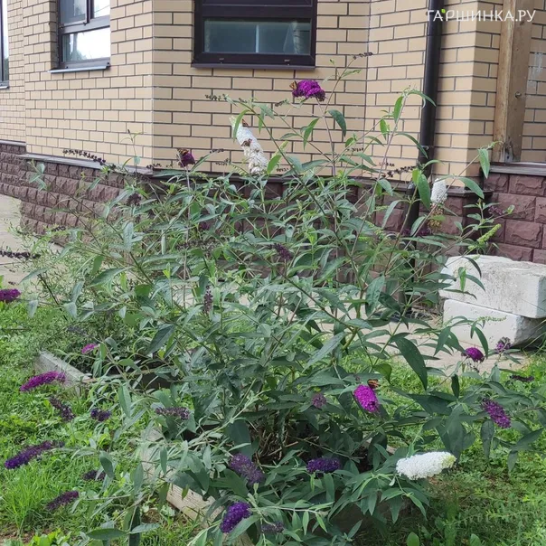 превью изображения отзыва