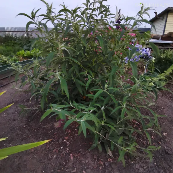 превью изображения отзыва