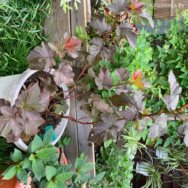 превью изображения отзыва