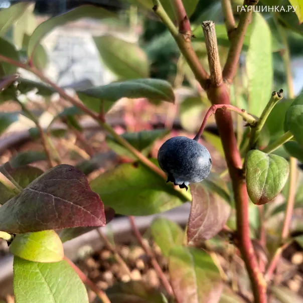 превью изображения отзыва