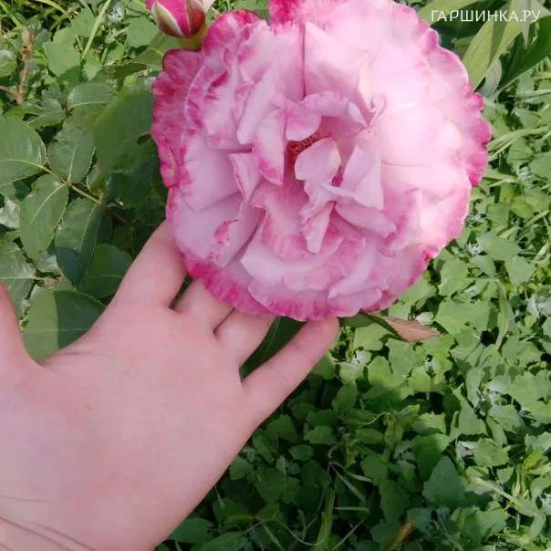 превью изображения отзыва