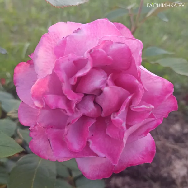 превью изображения отзыва