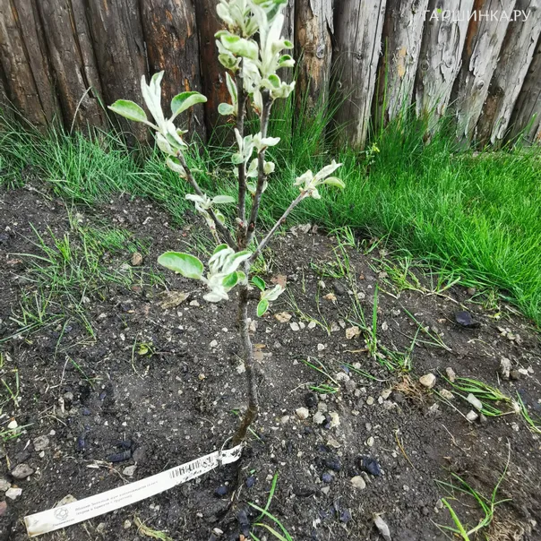 превью изображения отзыва