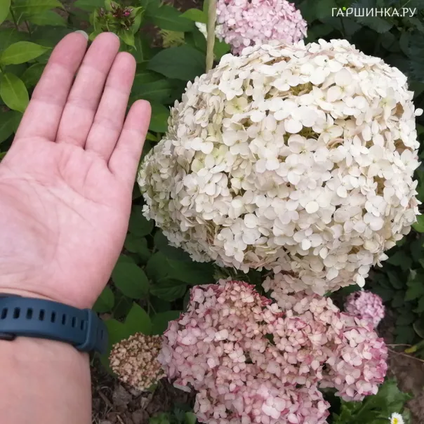 превью изображения отзыва