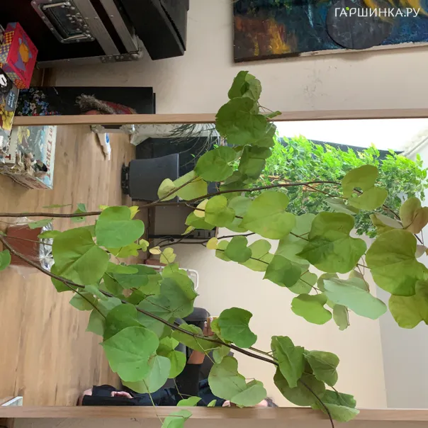 превью изображения отзыва