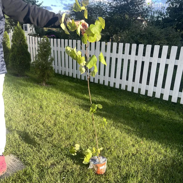 превью изображения отзыва