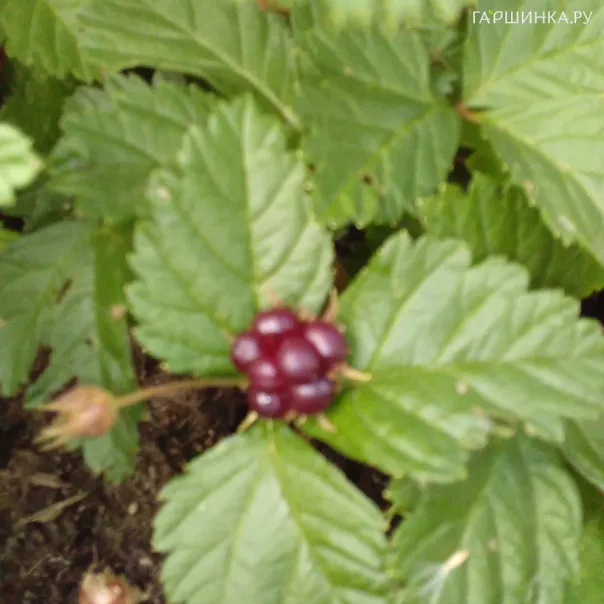 превью изображения отзыва