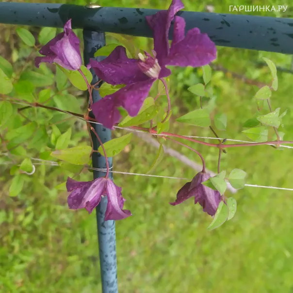 превью изображения отзыва