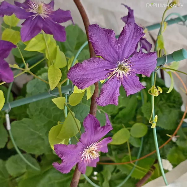 превью изображения отзыва