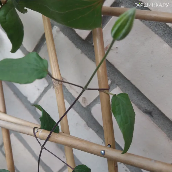 превью изображения отзыва