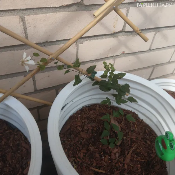 превью изображения отзыва