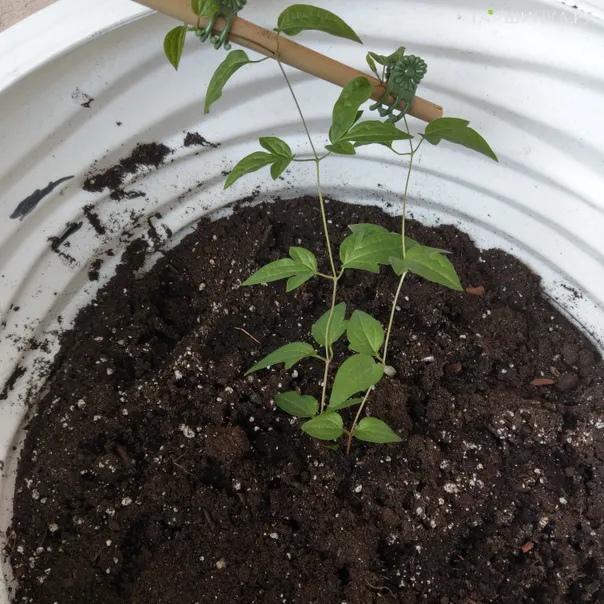 превью изображения отзыва