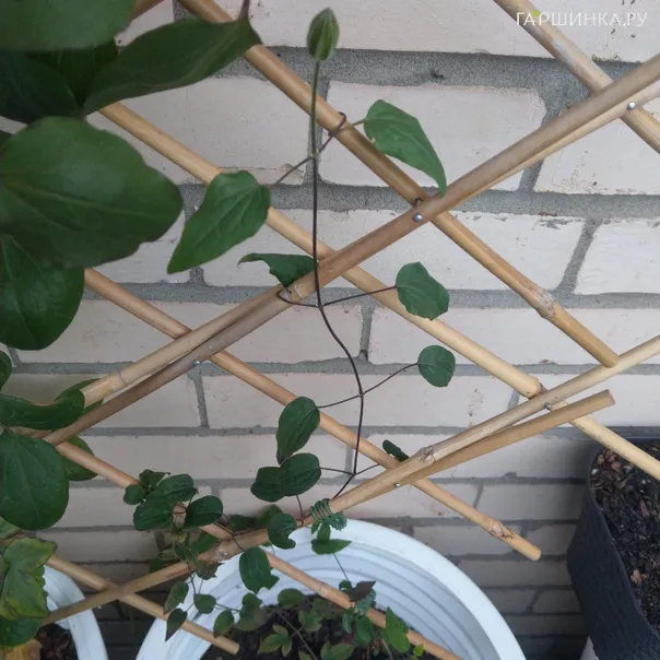 превью изображения отзыва