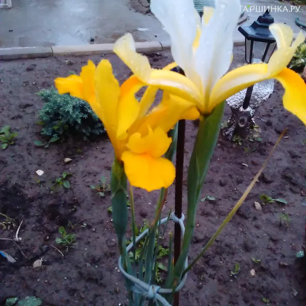 превью изображения отзыва