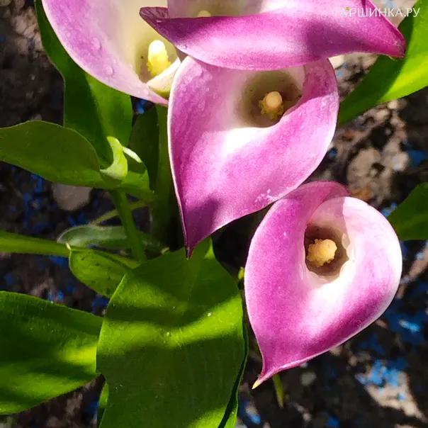 превью изображения отзыва