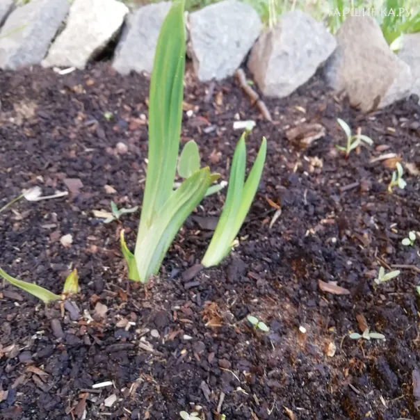 превью изображения отзыва