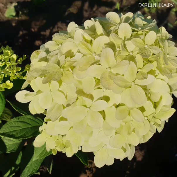 превью изображения отзыва