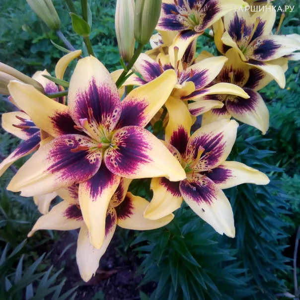 превью изображения отзыва