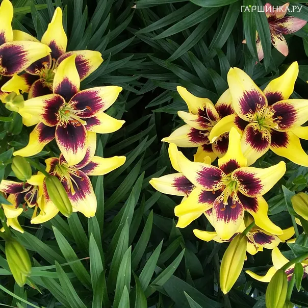 превью изображения отзыва