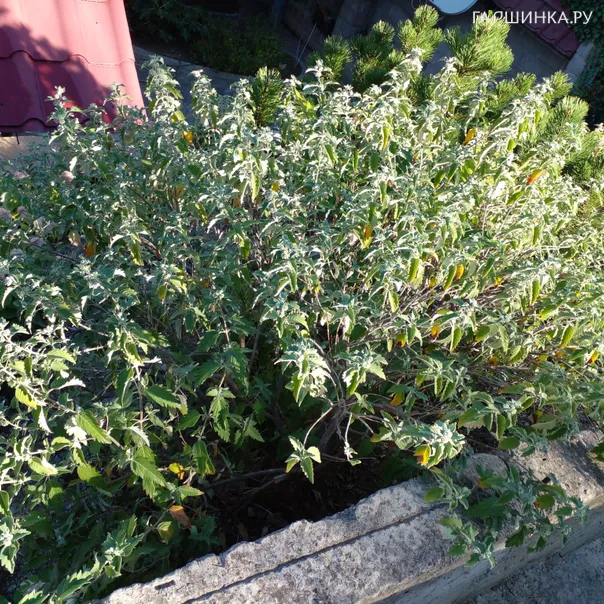 превью изображения отзыва