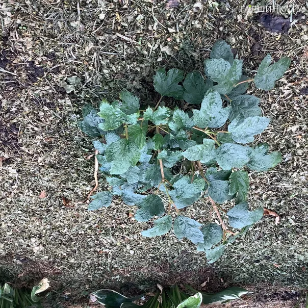 превью изображения отзыва