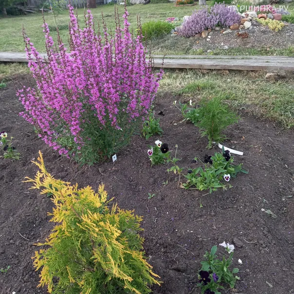 превью изображения отзыва