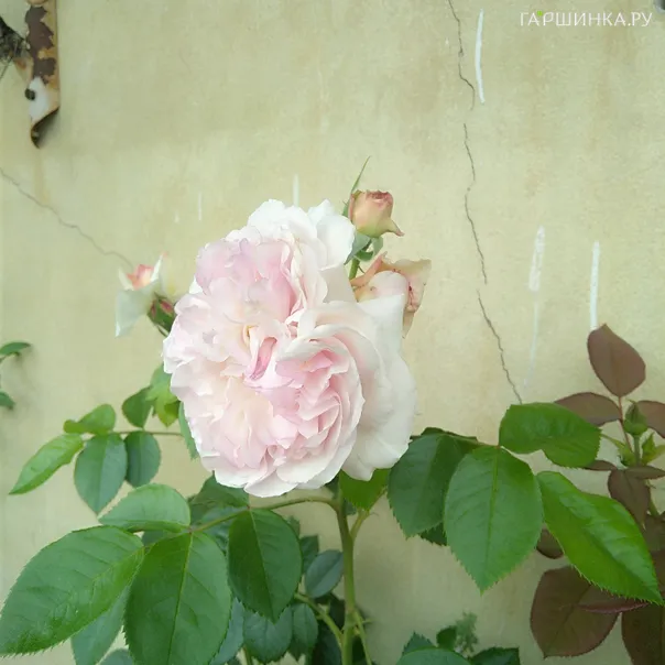 превью изображения отзыва