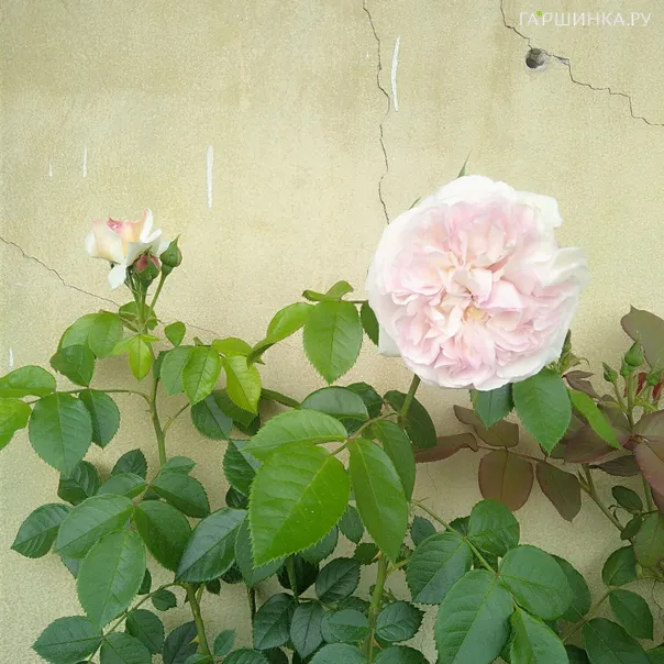 превью изображения отзыва