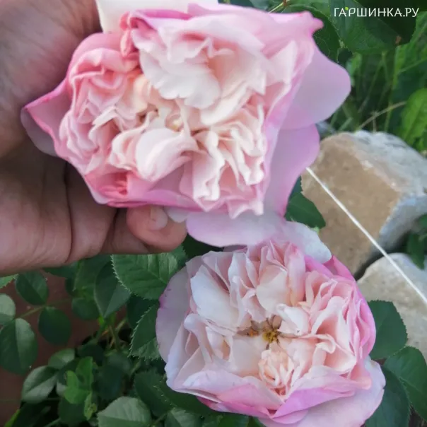 превью изображения отзыва