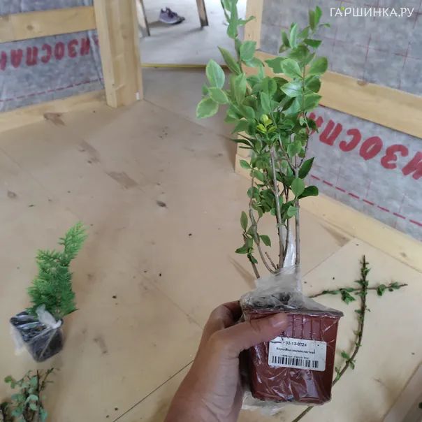 превью изображения отзыва