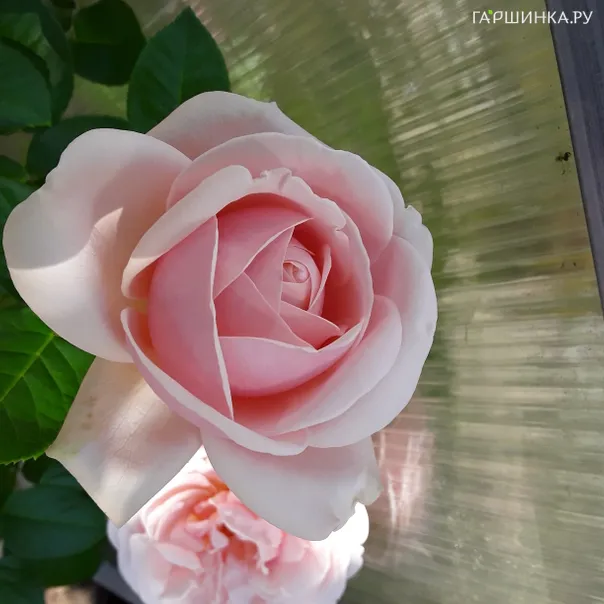 превью изображения отзыва