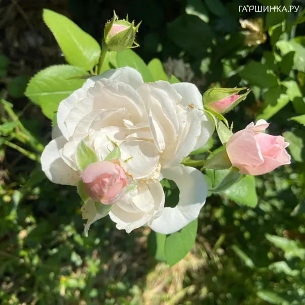 превью изображения отзыва