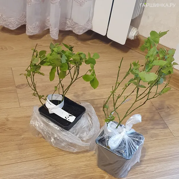 превью изображения отзыва