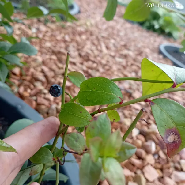 превью изображения отзыва