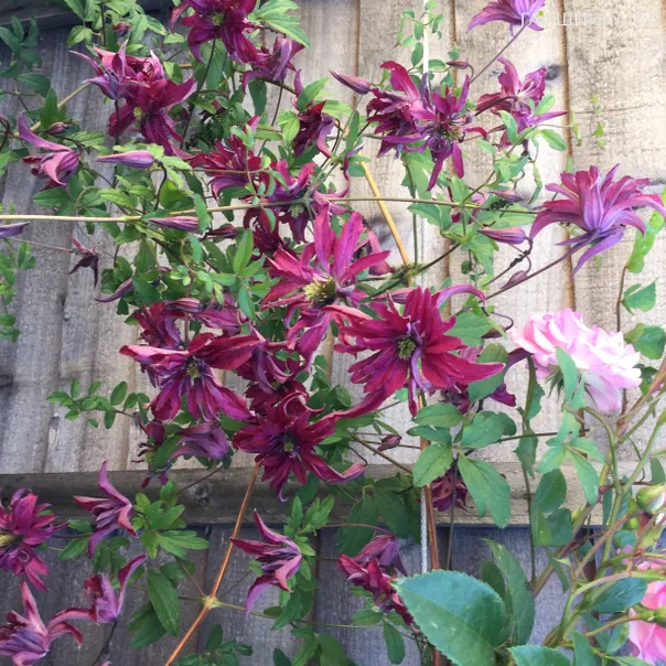 превью изображения отзыва