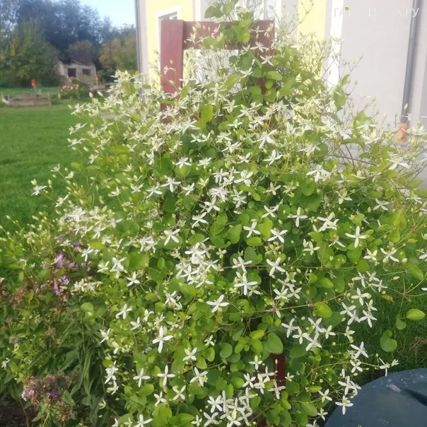 превью изображения отзыва