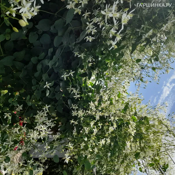 превью изображения отзыва