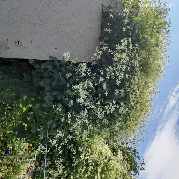 превью изображения отзыва