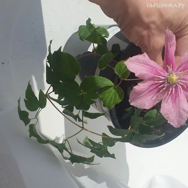 превью изображения отзыва