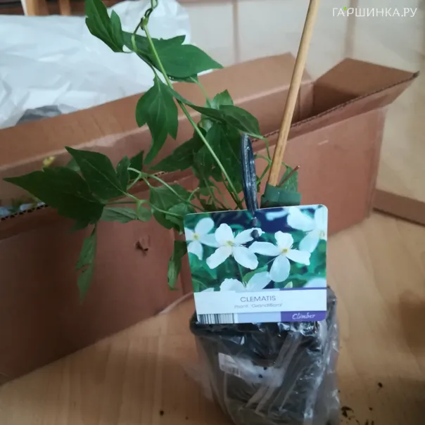 превью изображения отзыва